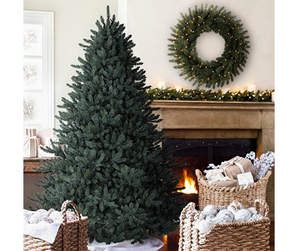 Classic Blue Spruce