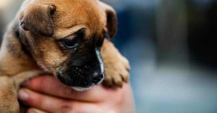 Puppy Scams: How to Protect Yourself from Fake Online Pet Sellers Puppy Scams: How to Protect Yourself from Fake Online Pet Sellers