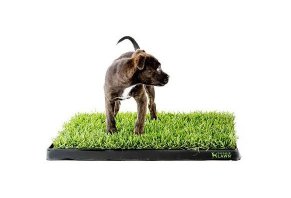 DoggieLawn DoggieLawn